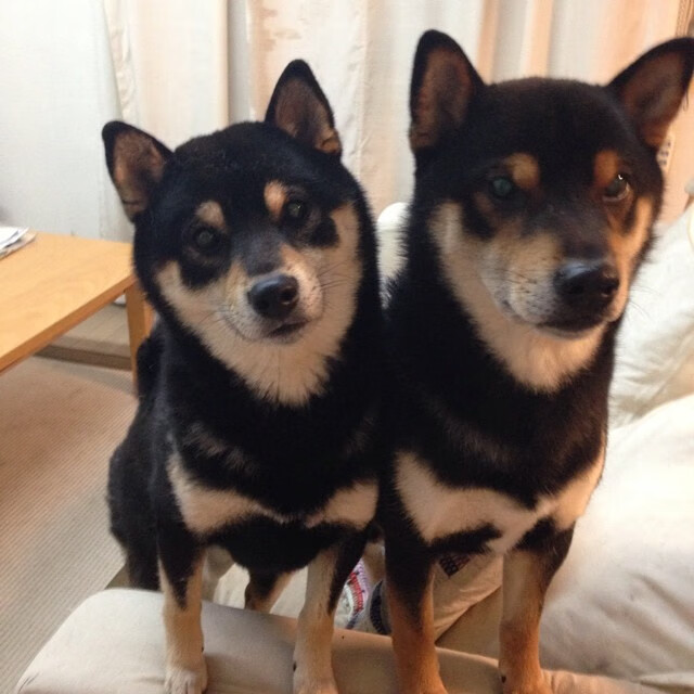 独行侠战术交响乐，詹姆斯谱写压制雄鹿的制胜乐章