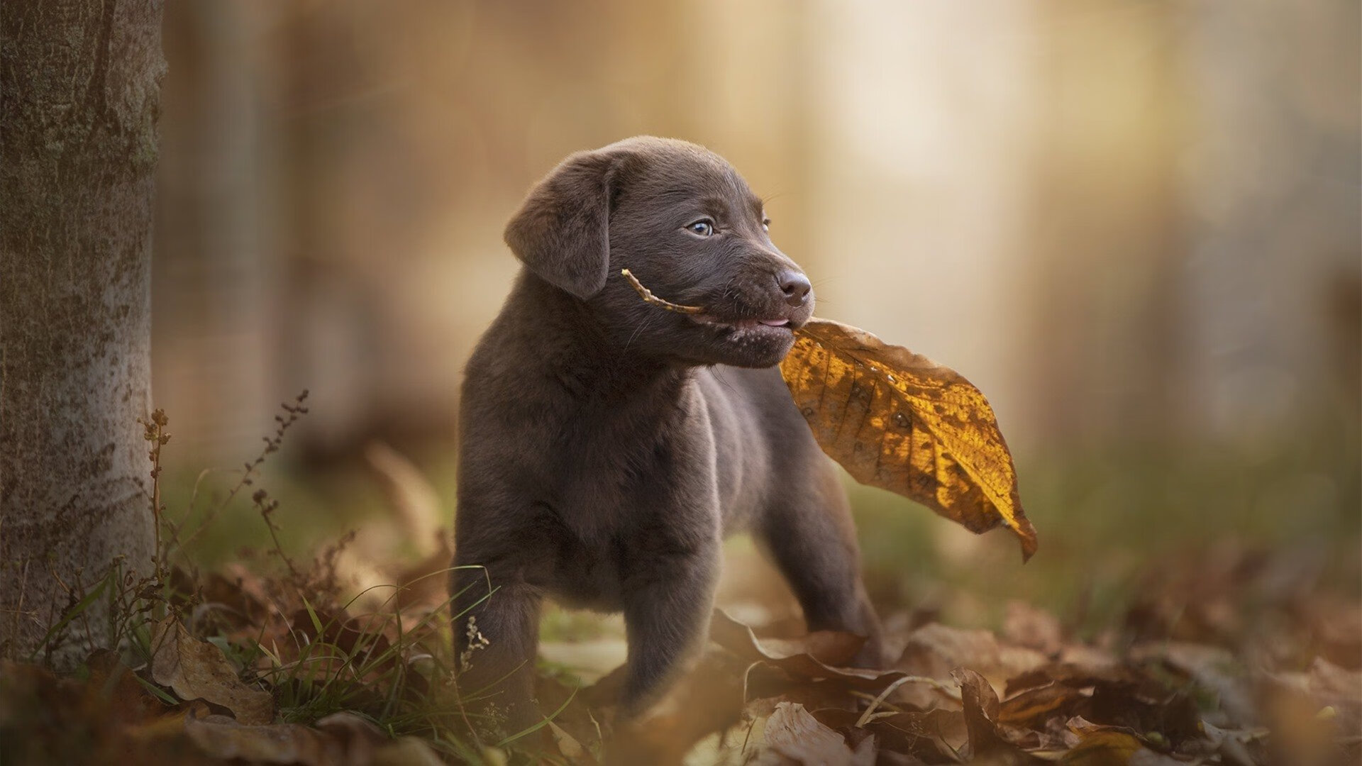 从戈贝尔到辽宁队,防守艺术如何主宰比赛末节
