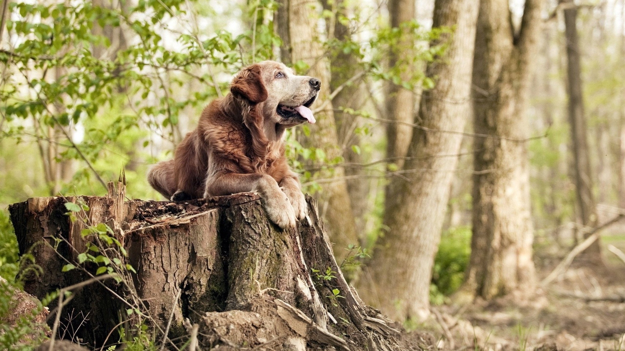 快递司机变身魔术师?欧冠半决赛之夜,布伦森用58分撕碎剧本