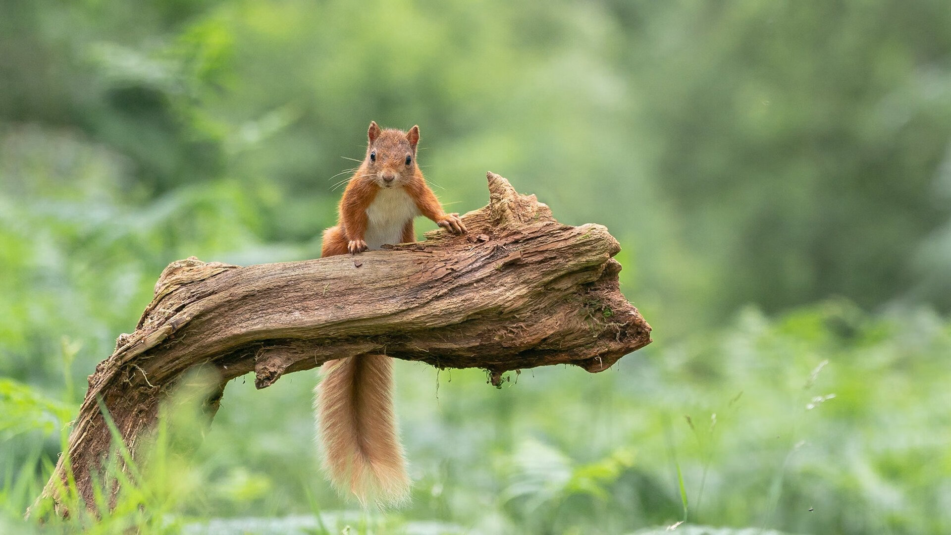 热战铸就英雄，杰伦格林末节主宰，率浙江队险胜强敌