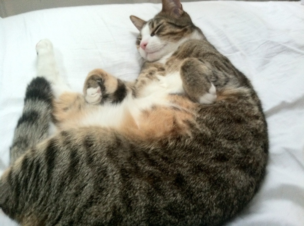 跨界烽烟，当吉林虎啸遇上洛城快船，范弗利特的三分雨定乾坤