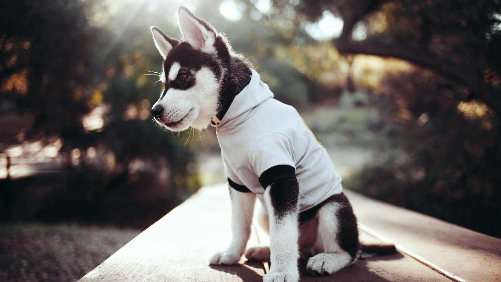 团队轻舟与英雄孤胆，老鹰轻取尼克斯与库里关键时刻的篮球双重奏