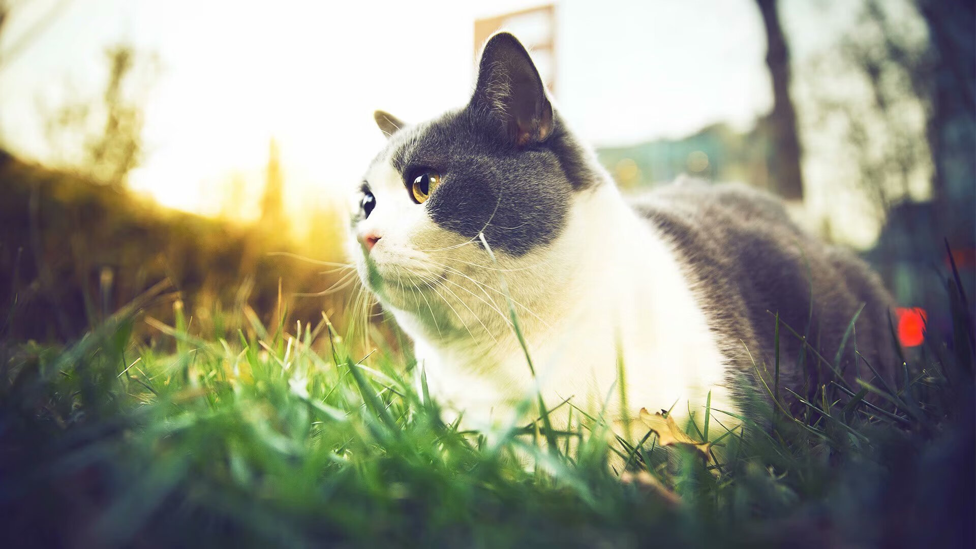 另一种奥运周期,那不勒斯击溃拉齐奥的战术启示与竞技哲学