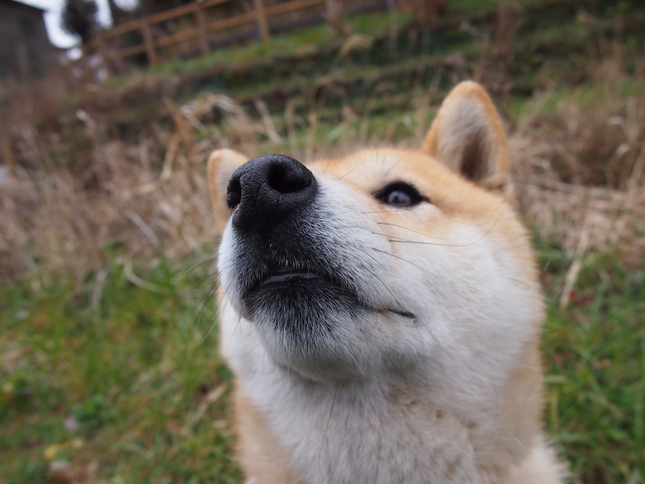 天赋巨塔与精密齿轮,德里赫特爆发背后,日本防守哲学如何锁死挪威