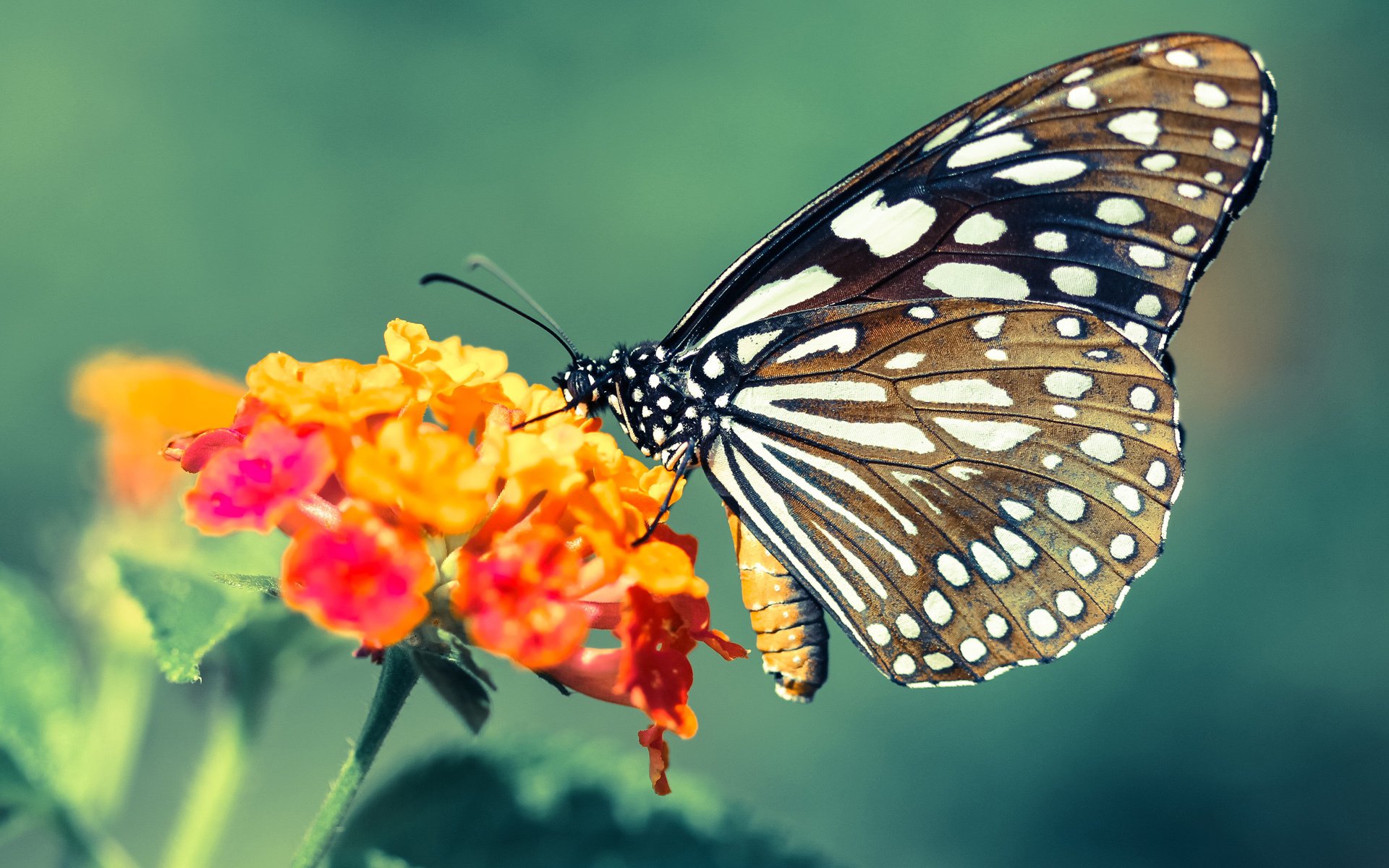 轰鸣与热浪，F1新赛季揭幕战激战正酣，热火强势晋级独行侠引爆篮球狂潮
