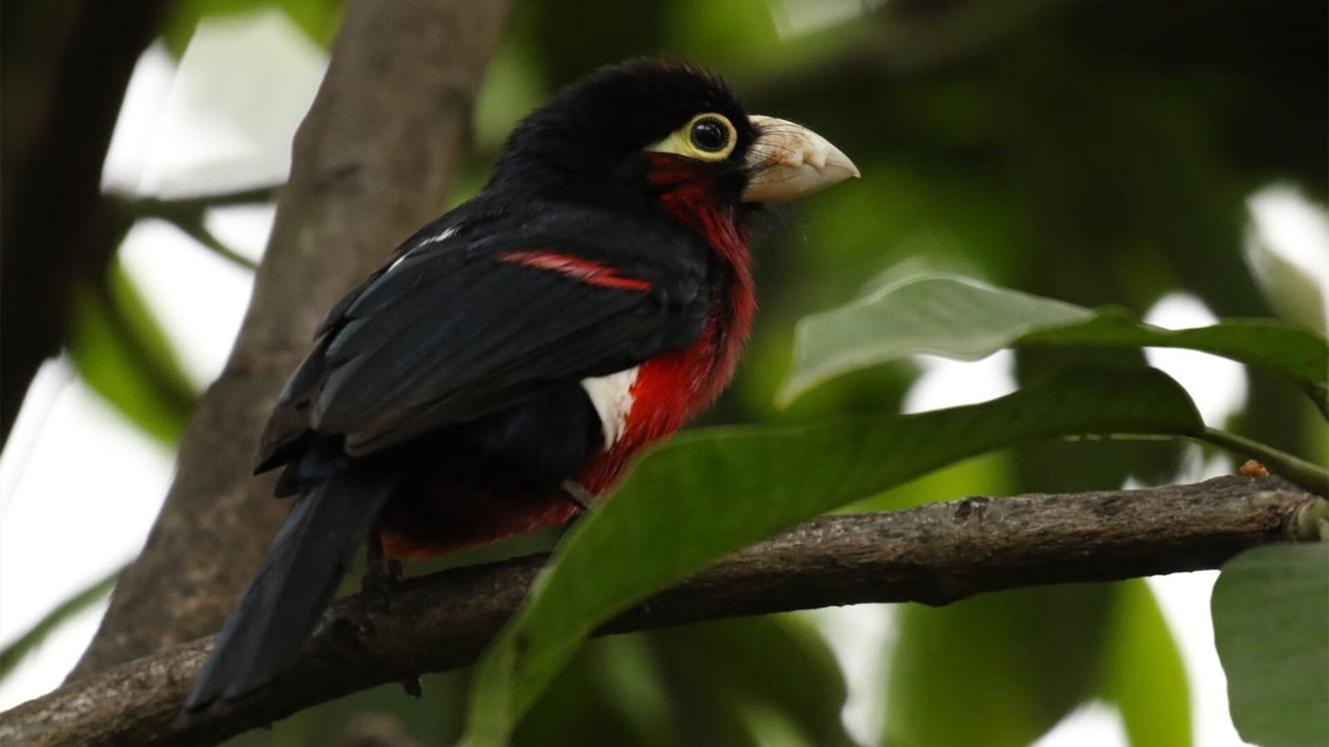 加维爆发难救主，爱尔兰防守如铁闸锁死西班牙