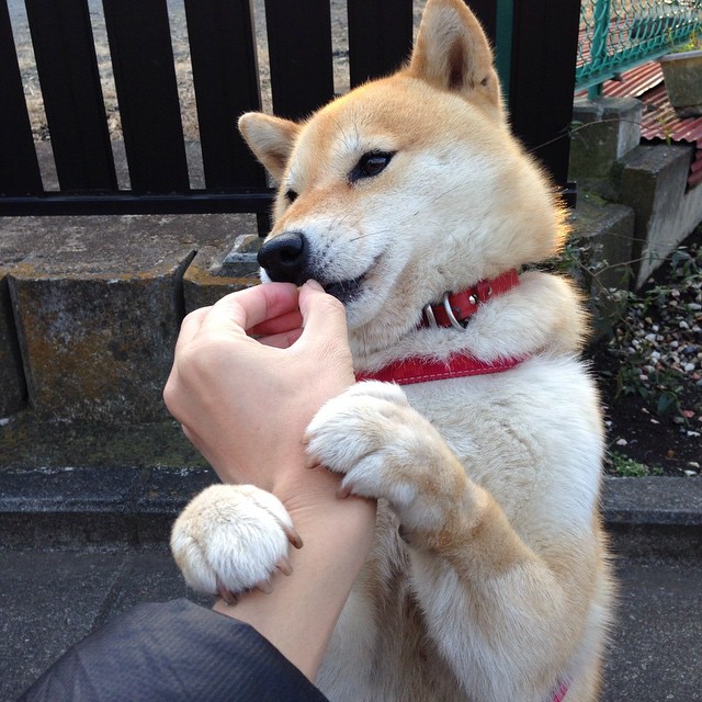 冠军级表现!杰伦格林助雷霆淘汰吉林队