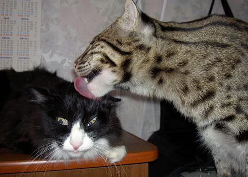 骑士与爵士之间，唯一的国王