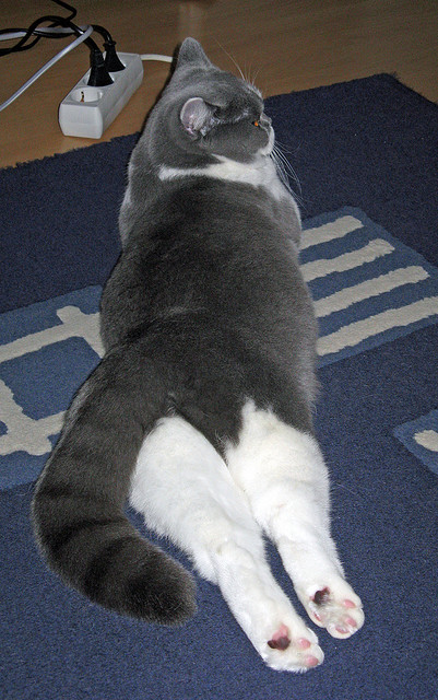 王座封印之夜，恩比德以统治级表现锁定奥运关键战